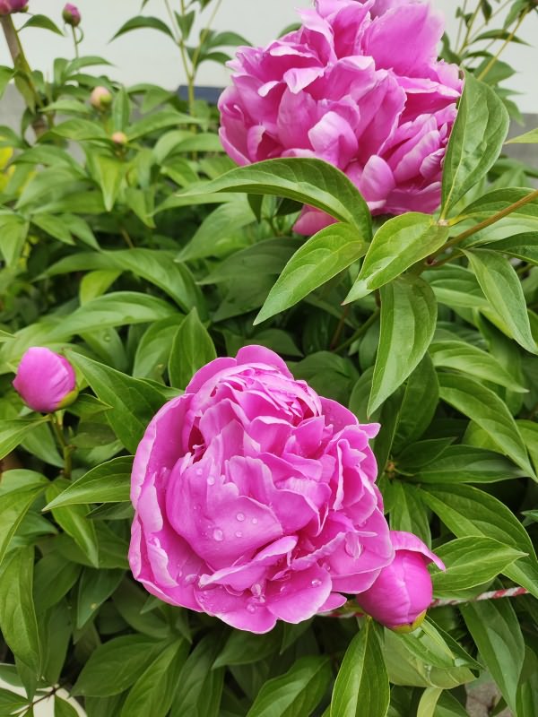 芍药