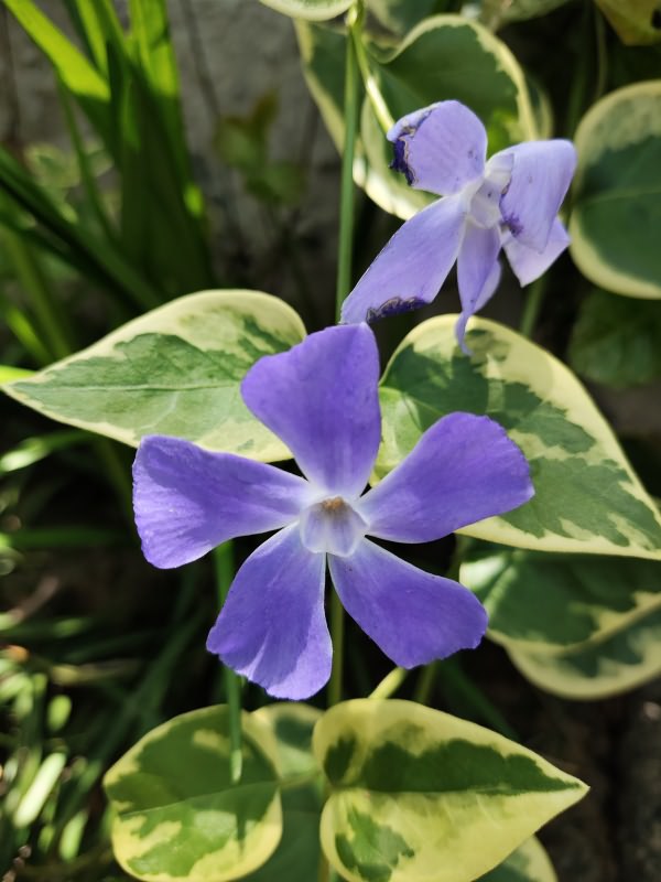 花叶蔓长春花