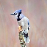 Nature Bird %Fishing Charters%