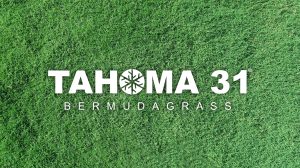 Tahoma 31 Sod Keeven