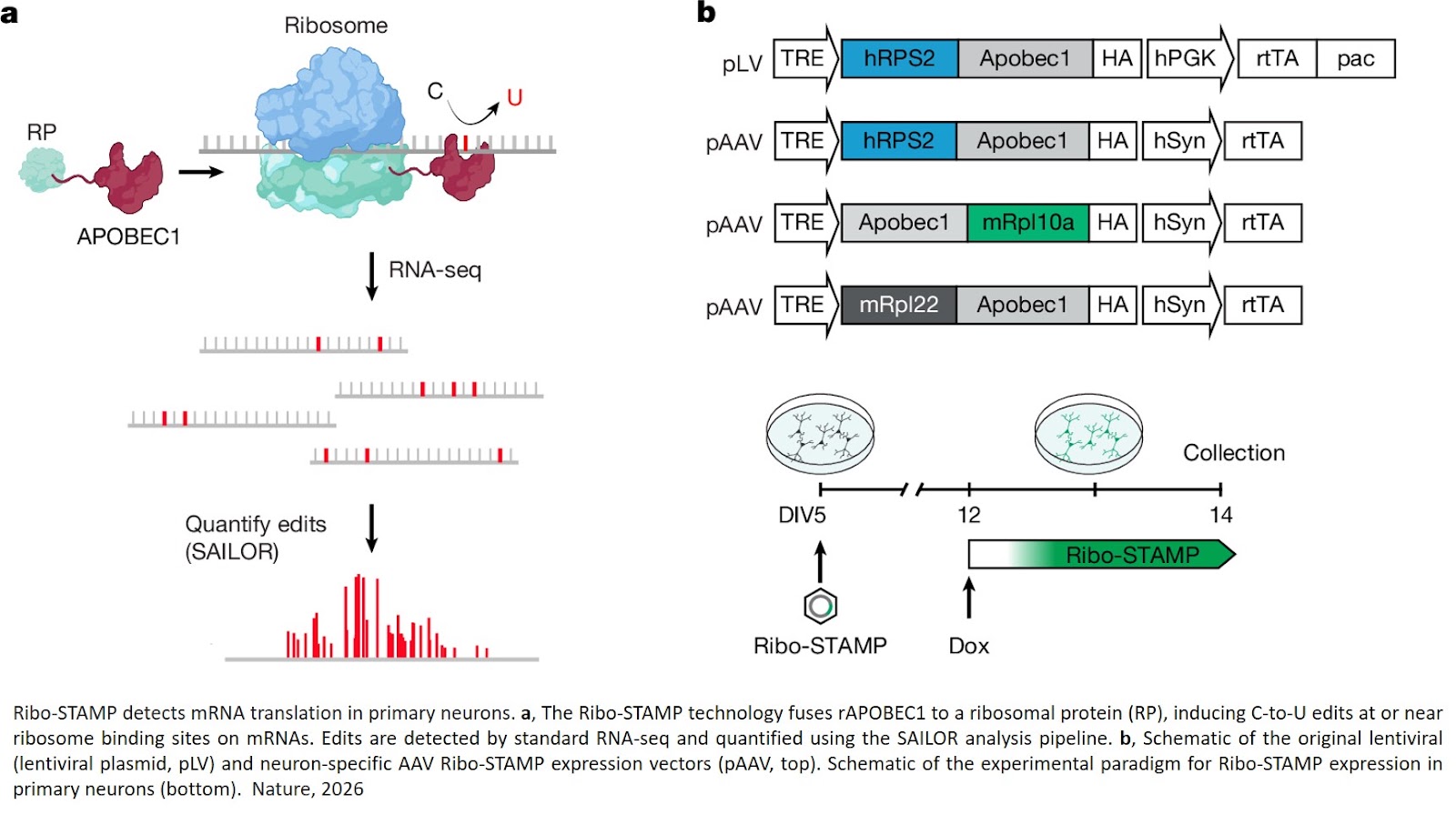 Mapping protein production in brain cells 