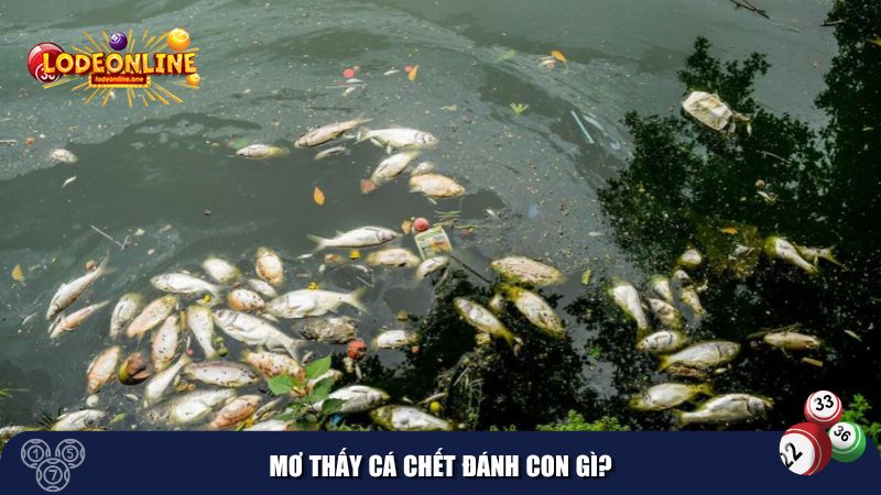 Mơ thấy cá chết đánh con gì?