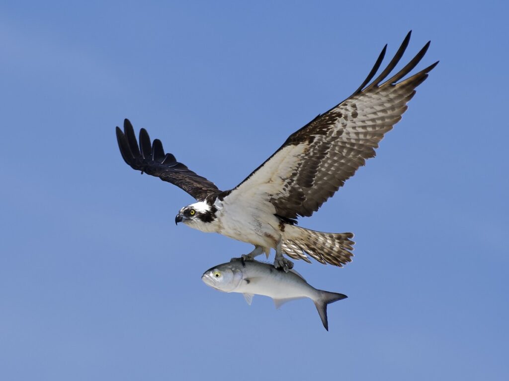 osprey osprey flying while holding fish