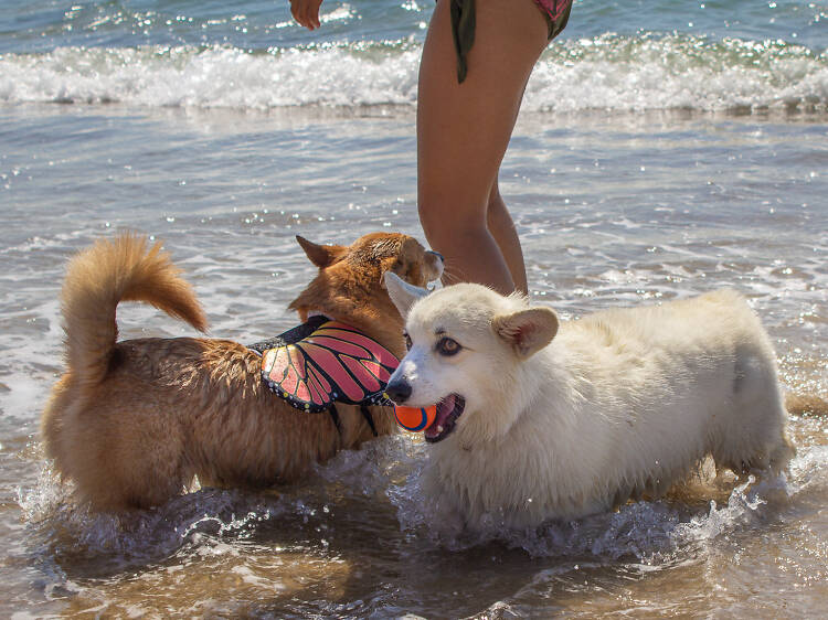 Dog-friendly beaches in L.A. for a day by the ocean with your best friend Dog-friendly beaches in L.A. for a day by the ocean with your best friend