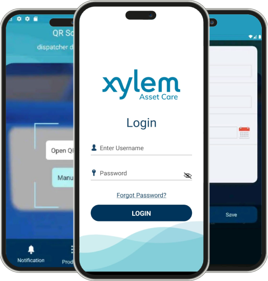 xylem