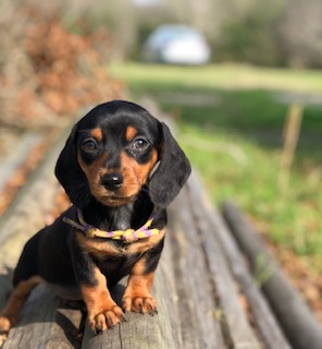miniature-dachshund-puppy