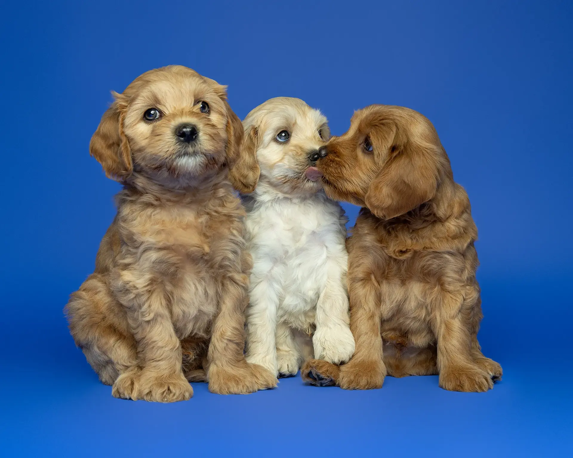 Napo Pet Insurance PR Campaign