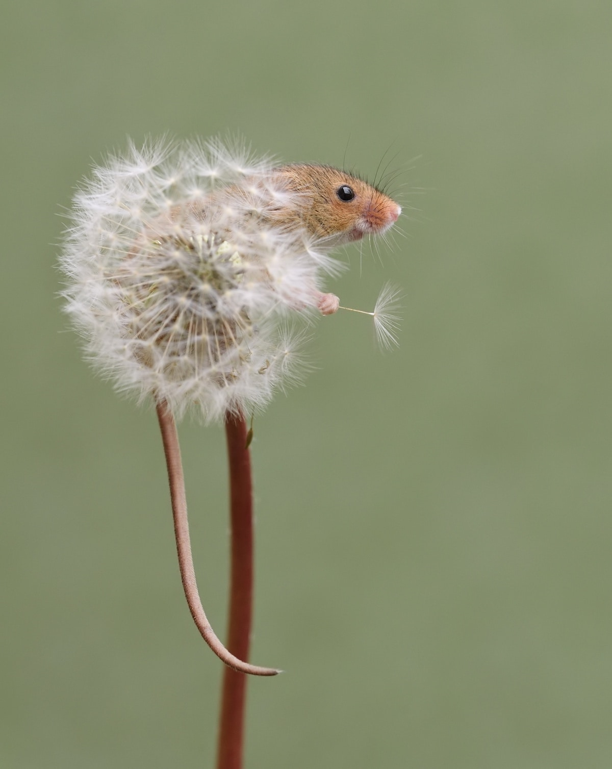 mouse