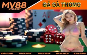 Đá Gà Thomo