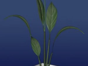 Vase mit Blume 3D Modell