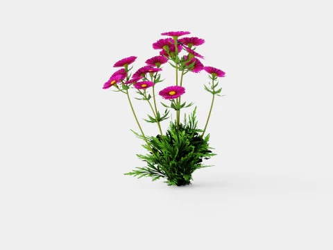 Aster dumosus Jenny Bush Aster 3D Modell