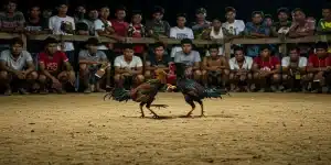 Đá gà NK88