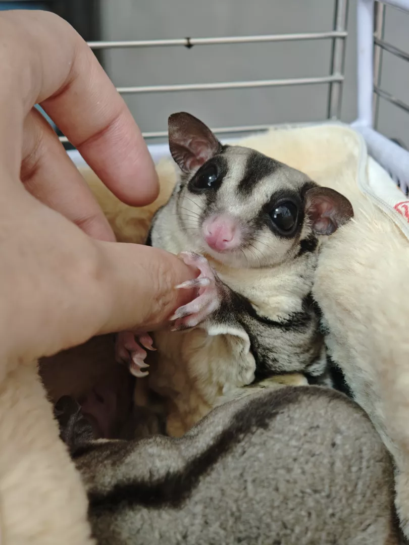 老二