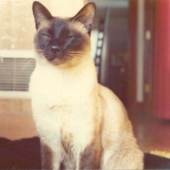Close-up of a Siamese cat with it's eyes closed, seated and facing the camera. Its fur is primarily cream-colored with darker fur on the ears, face, paws, and tail. The background features a softly blurred indoor setting.