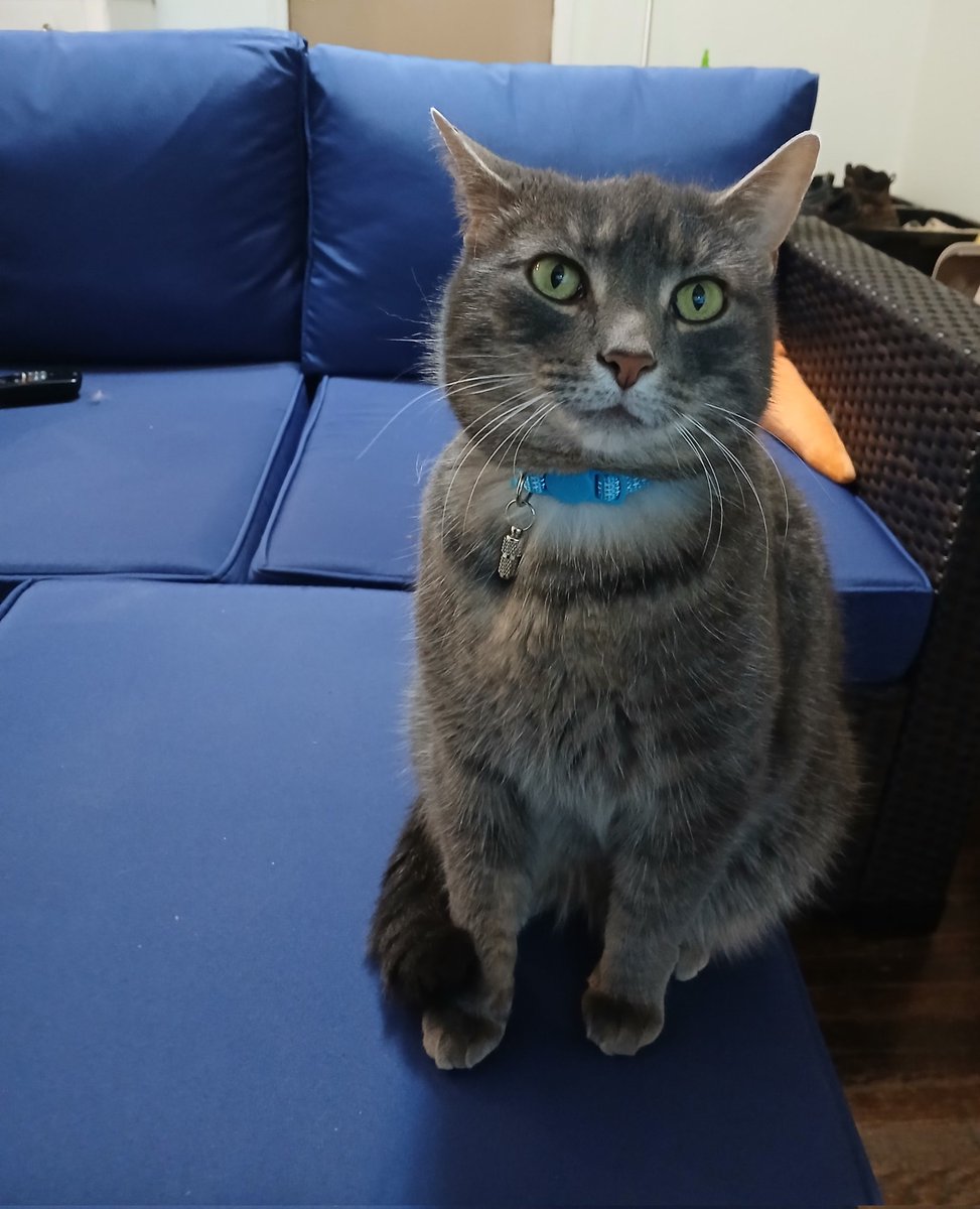 a grey tabby cat sitting on an ottoman by a tv remote
