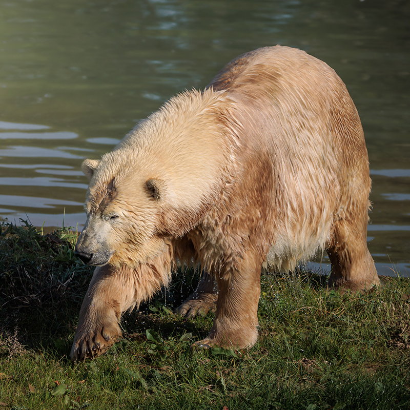 How we helped build a new low carbon home for a polar bear at Jimmy’s Farm & Wildlife Park