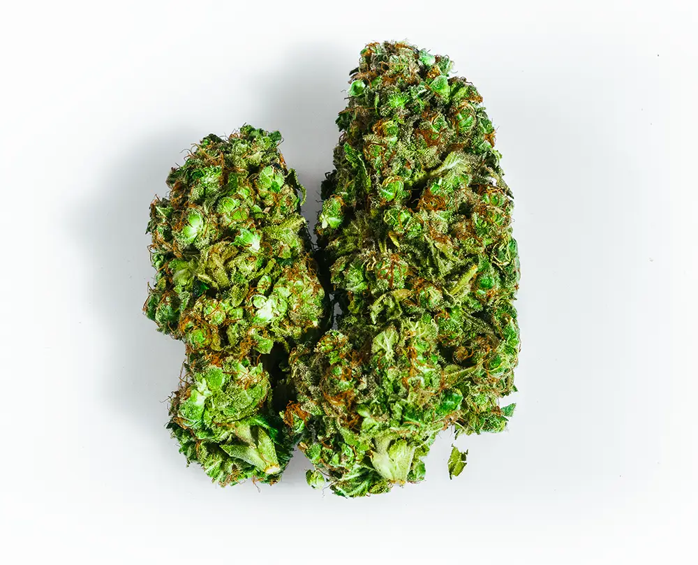 Close up shot of Tangerine Dream THCA Flower strain bud