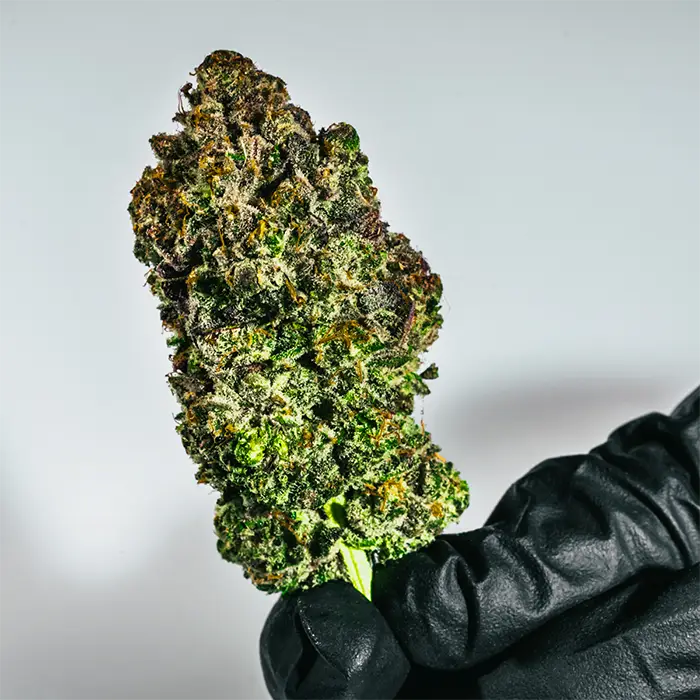 Carolina Sweet Frost strain bud up close, held in hand