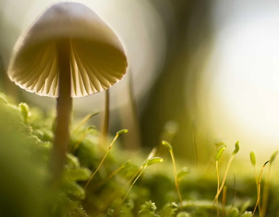 Palabras clave en Python: class