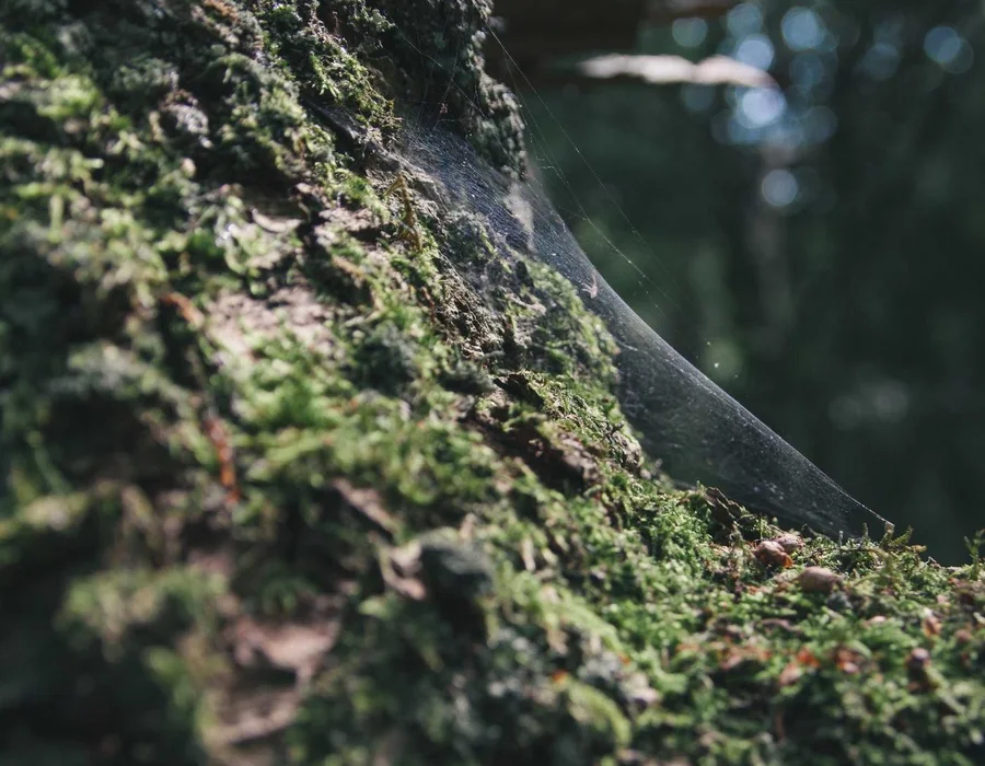 Palabras clave en Python: not