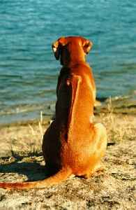 Thomas Baker's Elvis