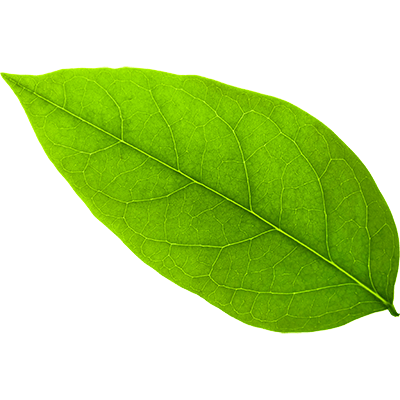leaf