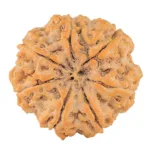 7 Mukhi Rudraksha 29.4mm 7.1gm - Rudraksha back