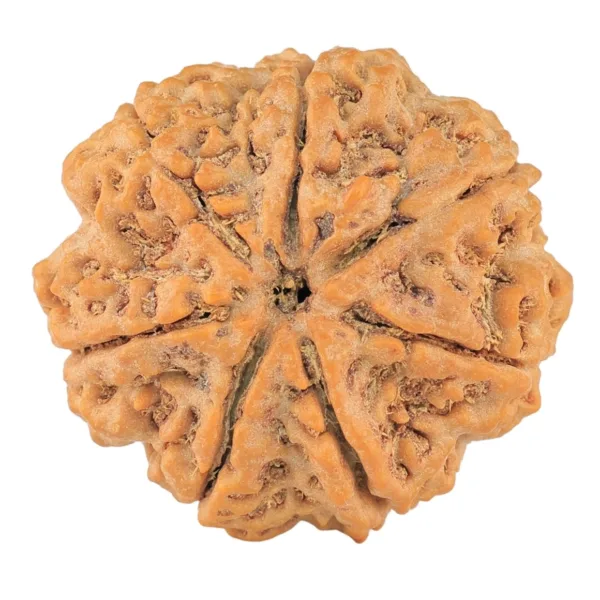 7 Mukhi Rudraksha 29.4mm 7.1gm - Rudraksha