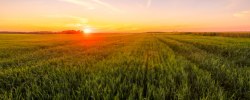 Agriculture