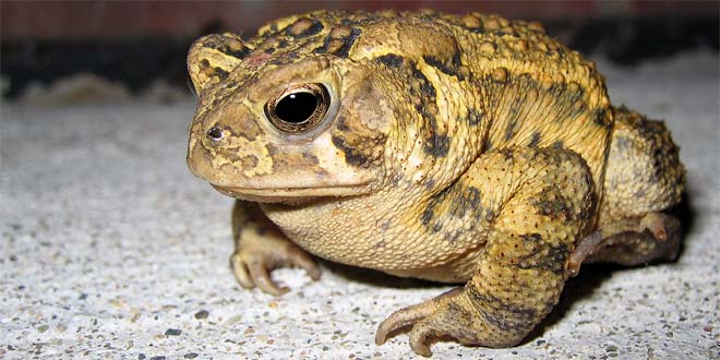 Toad