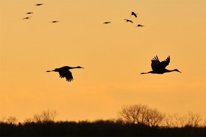 Migration