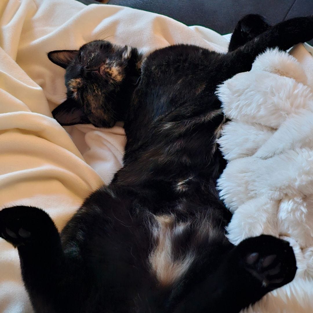 Black cat lying on her back. Black cat lying on her back.