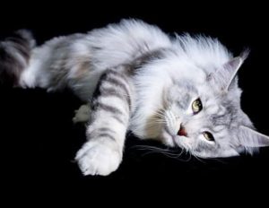 Maine Coon Cat