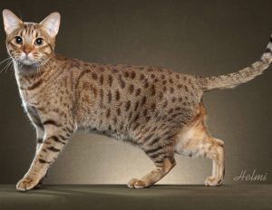 ocicat