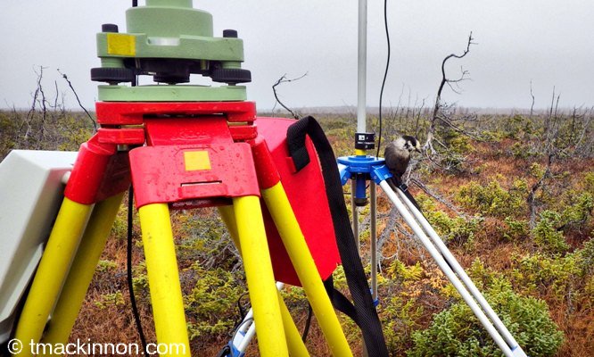 official bird of Labrador is the Grey Jay, landing on GPS tripod official bird of Labrador is the Grey Jay, landing on GPS tripod