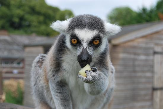 Lemur
