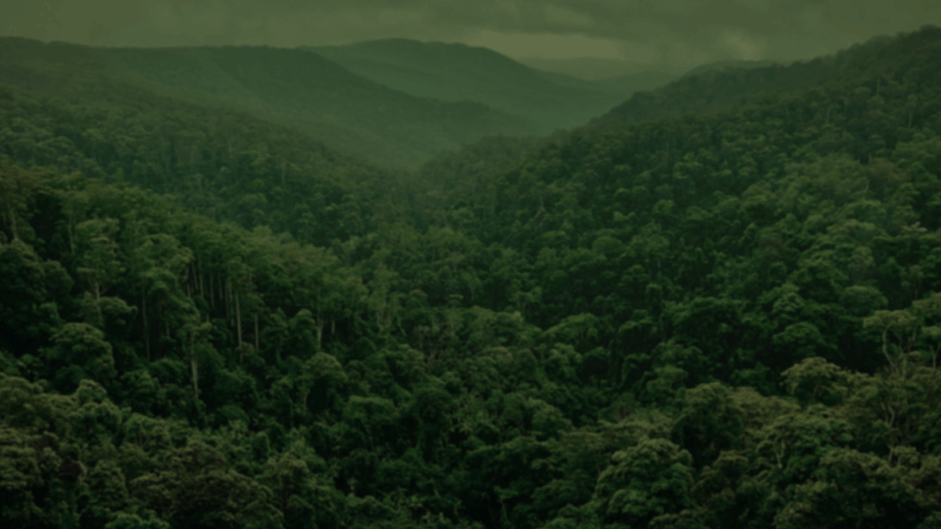 Dense rainforest landscape with thick green tree canopy and rolling hills under a cloudy sky, viewed from an elevated vantage point.