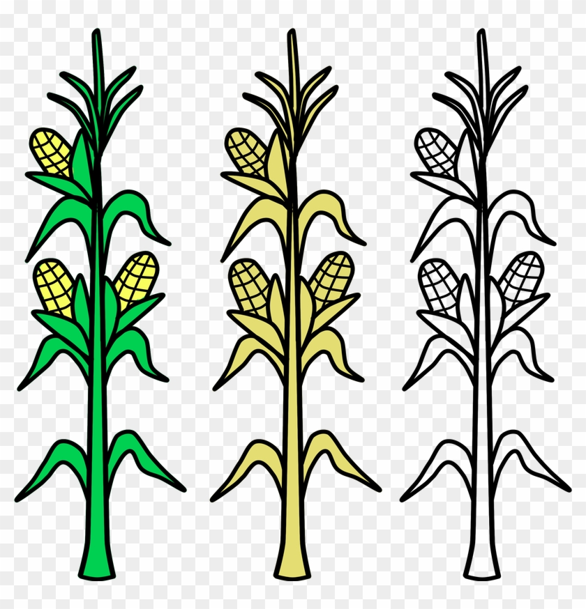 840x874 Corn, Field, Vector, Agriculture, Plant, Crop, Farm