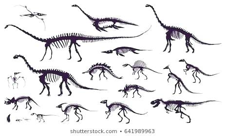 462x280 Dinosaur Skeleton Drawings