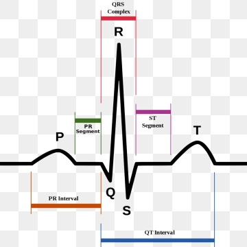 360x360 Ecg Png, Vector, And Clipart With Transparent Background