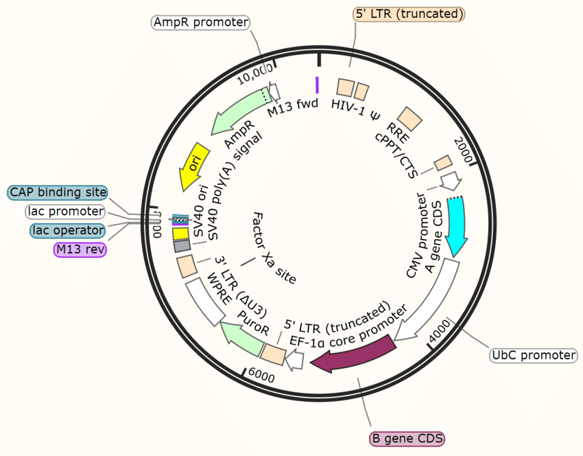 850x664 Will This Lentiviral Expression Vector Work Well