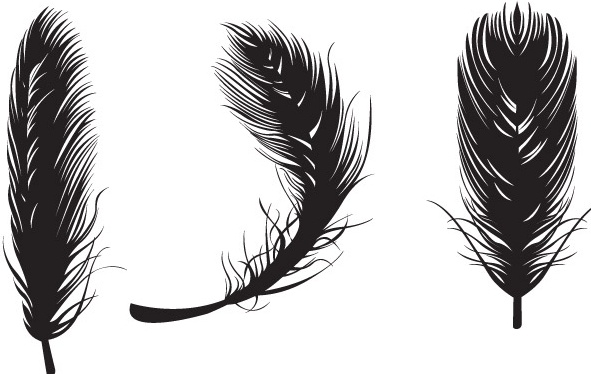 591x374 Feather Vectors Free Vector In Adobe Illustrator