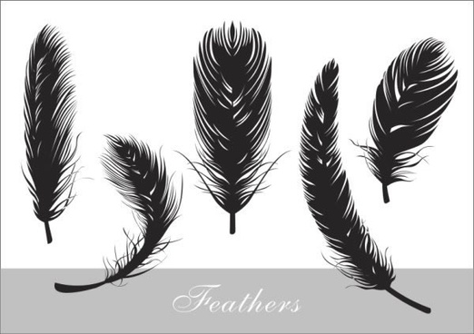 522x368 Feather Free Vector Download