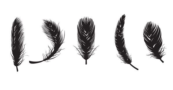 598x312 Feather Free Vectors