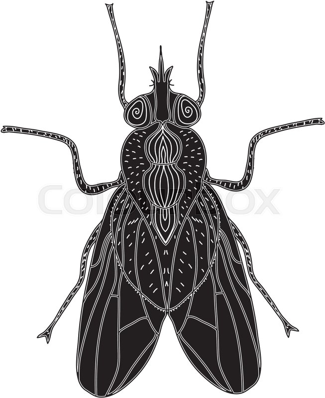 653x800 Fly Insect Silhouette Fly Sketch A Stock Vector Colourbox