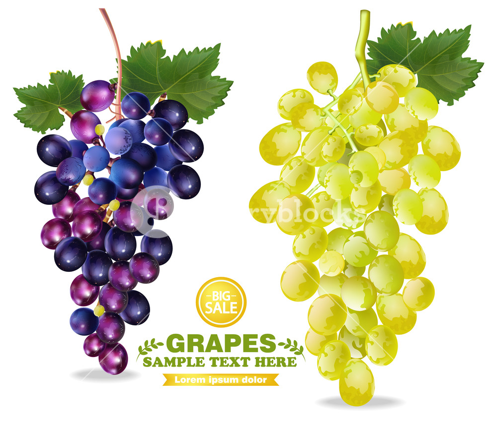 1000x865 Grapes Vector Realistic Isolated Bunch Detailed Illustration