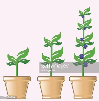 411x419 Young Growing Plant Vector In A Pot Premium Clipart