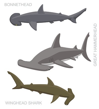 394x436 Hammerhead Shark Set Cartoon Vector Illustration Premium Clipart