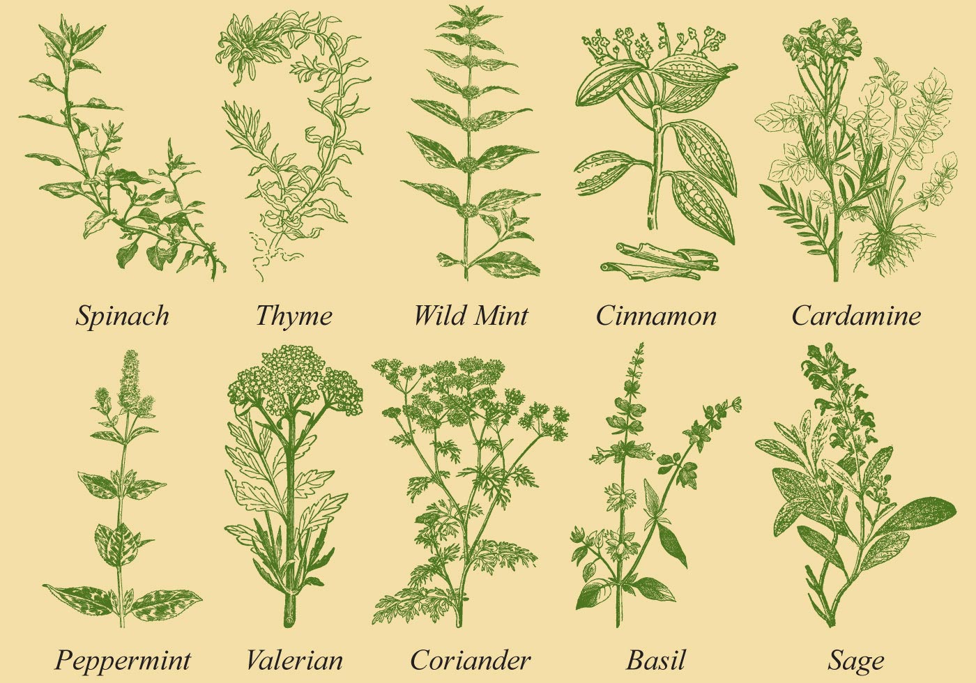 1400x980 Herb Free Vector Art