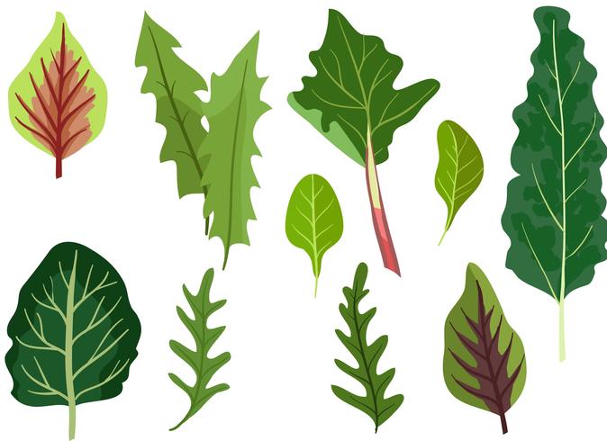 674x490 Kale Free Vector Art